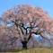 ワニ塚の桜