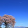 ワニ塚の桜と八ヶ岳