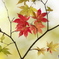 滝川渓谷の紅葉