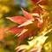 紅葉