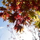 紅葉