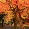 紅葉狩り
