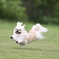 飛行犬　ペキニーズ