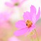 秋桜