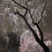 夜桜１