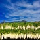 秋の八甲田山