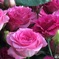 薔薇が好き〜