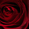 薔薇