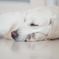 sweet dream