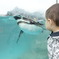 ペンギン Meets　息子