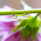 雨粒の中のコスモス
