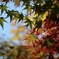 紅葉到来か？