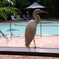グリーン島で見かけた野鳥