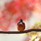 紅葉とカワセミ