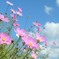 秋空・秋桜