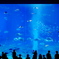 人工の海
