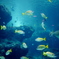 美ら海水族館