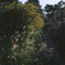 Autumn path      fig.1