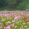 秋桜3