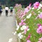 秋桜4