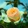 秋薔薇