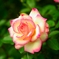 秋薔薇