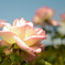 秋薔薇