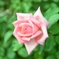 秋薔薇