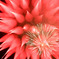 bonzo080725_3373