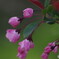 花海棠