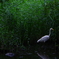なんて鳥だろう。