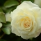 秋薔薇