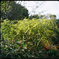 Autumn path      fig.2