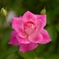 rose rosa