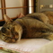 ねこ