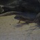 photo_4935256