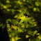 木漏れ日を受ける紅葉の葉