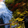 autumn leaves