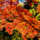 autumn leaves