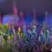 Illuminated Nature