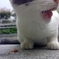 ねこ