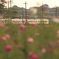 街の情景　- 秋桜電車 -
