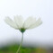 白い想い・秋桜
