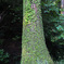 苔生す木