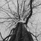 root in the sky