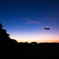 dream in the twilight