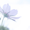 秋桜10