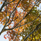 Gradation