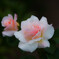 autumn rose