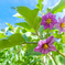 秋晴れと秋茄子の花